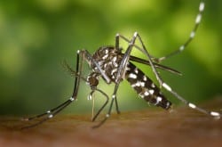 Un vaccin contre la dengue dès 2015