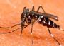 Epidémie de Dengue : Faits et chiffres