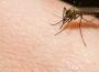 Paludisme : Vers un vaccin per os