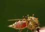 Des moustiques mâles rendus stériles, arme potentielle contre le paludisme