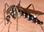 Chikungunya : alerte en métropole