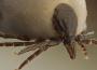 Bourbon : un nouveau virus mortel lié aux morsures de tiques