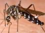 Alerte au Chikungunya dans le Var