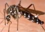Epidémie de dengue à la Réunion : près de 1300 cas confirmés depuis le 1er janvier