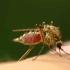 Des moustiques mâles rendus stériles, arme potentielle contre le paludisme
