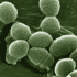 Bactérie multirésistante au CHU de Limoges