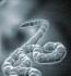 Des traitements anti-Ebola autorisés en France pour les professionnels de santé exposés