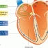 Comprendre l’ECG (électrocardiogramme), un défi osé ?