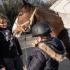 L’équithérapie : soigner avec les chevaux