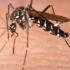 Alerte au Chikungunya dans le Var
