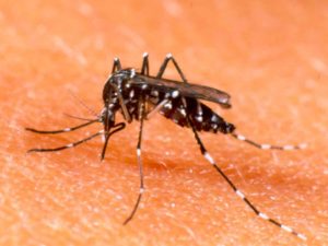 Epidémie de Dengue: Faits et chiffres