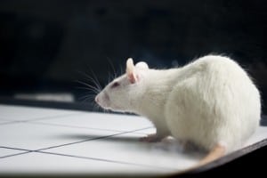 Recherche: L’Europe veut limiter l’expérimentation animale