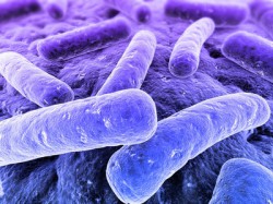 Résistance aux antibiotiques : l'OMS sonne l'alarme