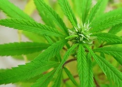 Dépénalisation du cannabis : Xavier Bertrand dit non