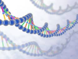 Molécule ADN