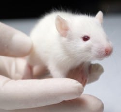 Des chercheurs inversent des symptômes de la trisomie 21 chez des souris