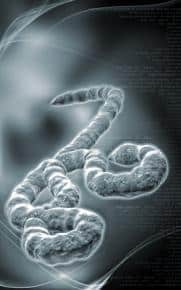 virus-Ebola_medium1-11