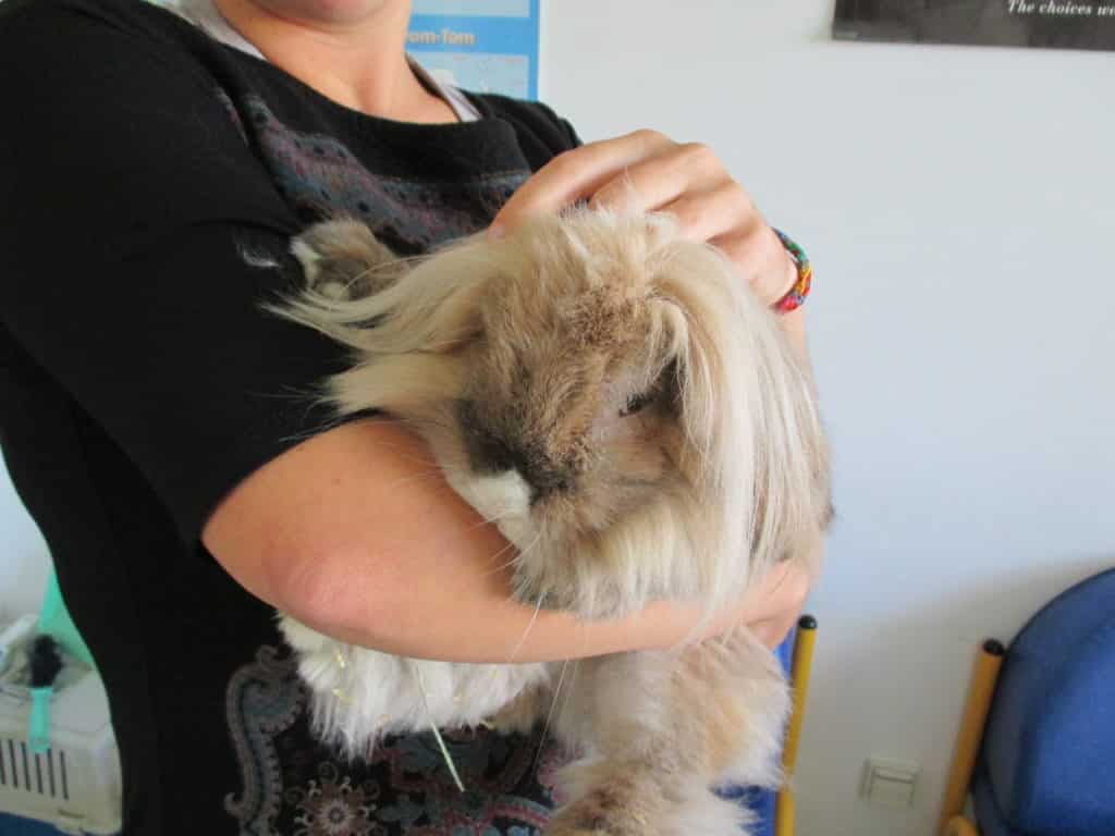 photo-lapin-Oasis mediation animale infirmiere