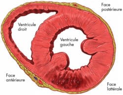 coeur_electrocardiogramme_troubles