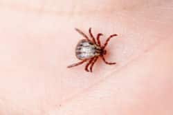 Lyme : la maladie de la discorde Lyme : la maladie de la discorde