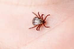 Lyme : la maladie de la discorde