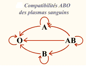 compatibilité ABO des plamas sanguins