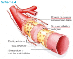 hémostase vaisseau sanguin