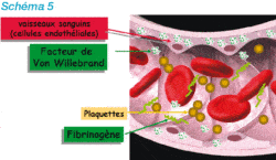 hémostase plaquettes