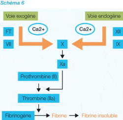 Thrombine fibrinogène