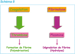 fibrinolyse coagulation