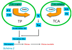 Hémostase voie exogène voie endogène