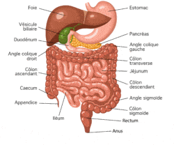 stomies digestives anatomie de l'appareil digestif