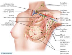 Curage axillaire Anatomie du sein et de la région axillaire
