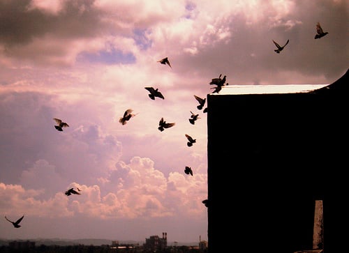 Le retour de la grippe aviaire ? Le retour de la grippe aviaire ?