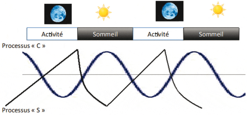 Évolution des processus S et C au cours d’un travail de nuit et d’un sommeil diurne