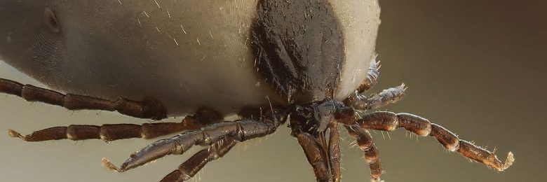 Bourbon : un nouveau virus mortel lié aux morsures de tiques