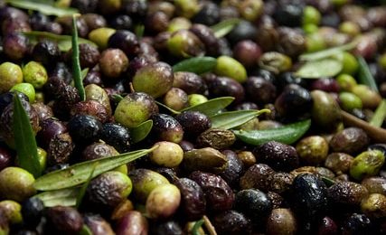 L’huile d’olive contre les AVC ?