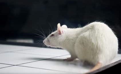 Recherche: L’Europe veut limiter l’expérimentation animale Recherche: L’Europe veut limiter l’expérimentation animale