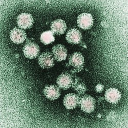 Hépatites B et C : 400 millions de personnes infectées dans le monde