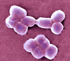 Une souche d’acinetobacter baumannii multirésistante se développe en France