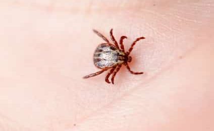 Lyme : la maladie de la discorde