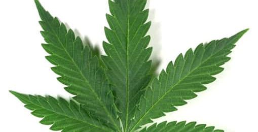 Un cannabis qui soigne sans faire planer