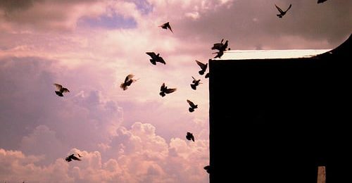 Le retour de la grippe aviaire ? Le retour de la grippe aviaire ?