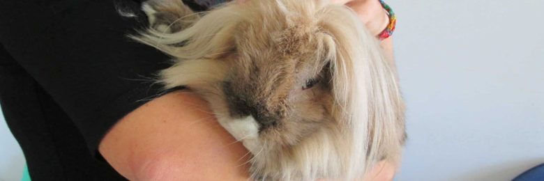 Une médiation animale pour les adolescents incarcérés