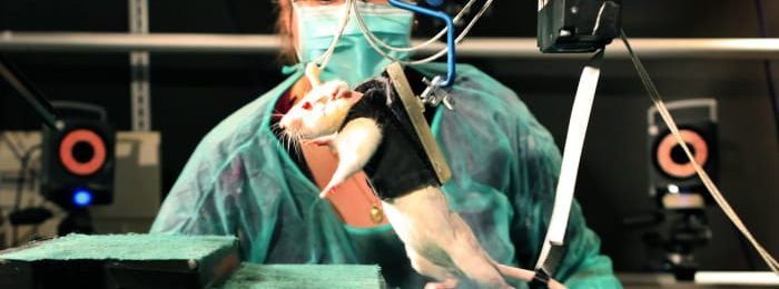 Des rats blessés à la moelle épinière remarchent, un espoir pour l’homme