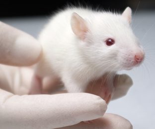 Des chercheurs inversent des symptômes de la trisomie 21 chez des souris