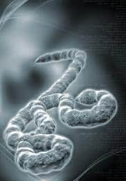 Ebola : l’OMS et MSF sonnent l’alarme