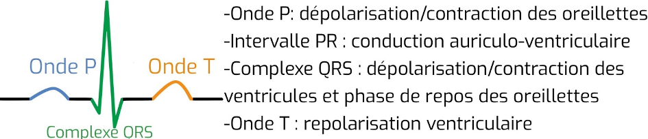 Schéma Onde P / Onde T / Complexe QRS Schéma Onde P / Onde T / Complexe QRS